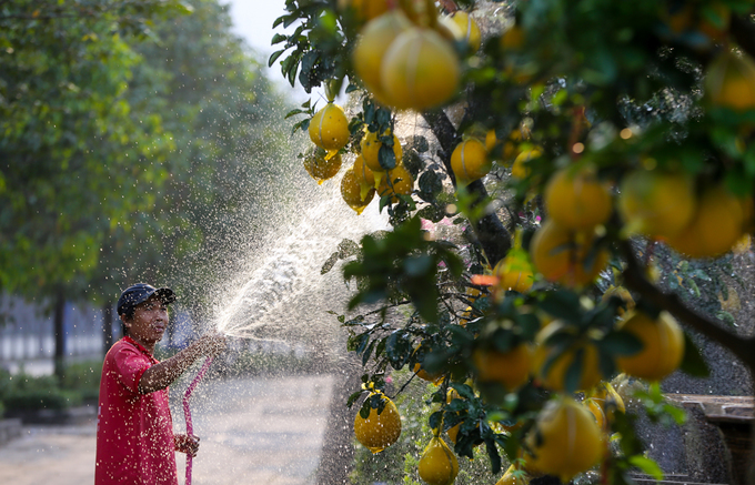 Bưởi Diễn 50 triệu đồng một cây bán trên vỉa hè Sài Gòn
